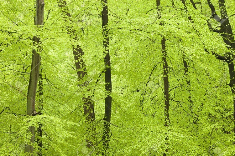 13874988-fresh-green-forest-in-spring